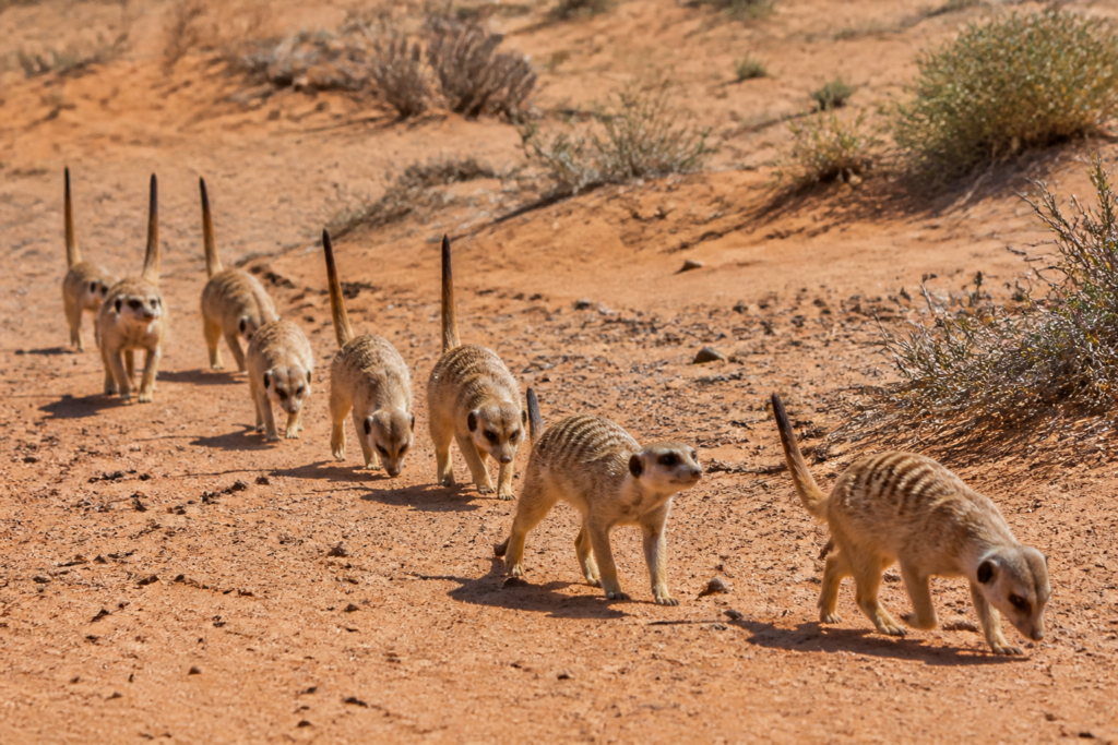 suricates